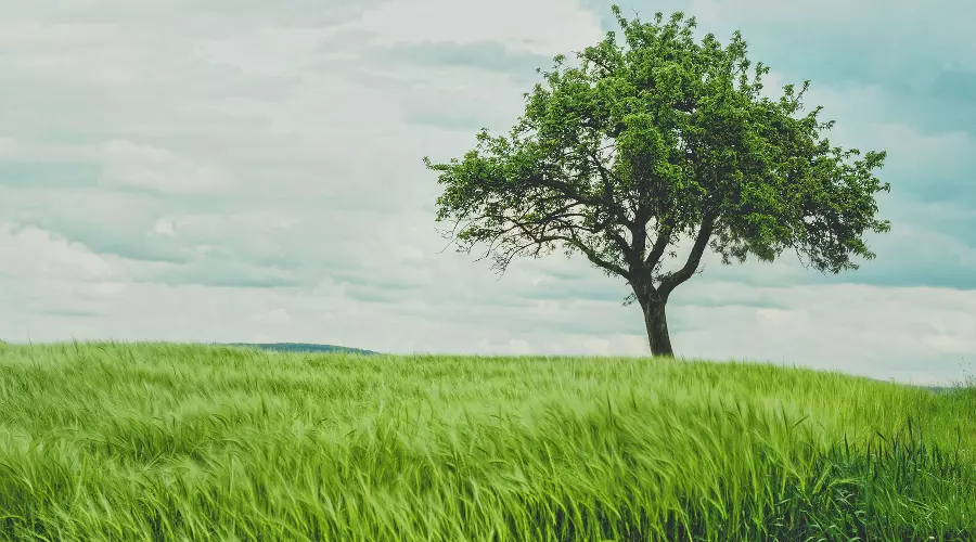  &copy;&nbsp;Фото Johann Siemens с сайта Unsplash.com