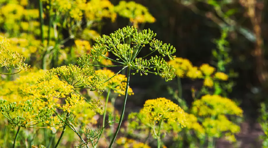 борзевик трава &copy;&nbsp;ru.freepik.com